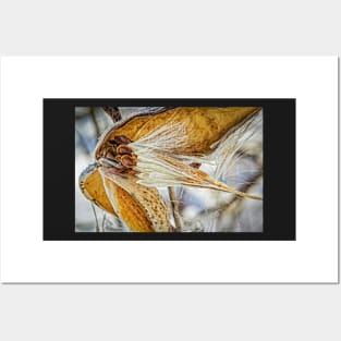 Frosted Milkweed Posters and Art